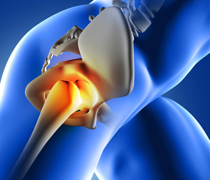 Hip Joint